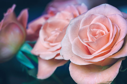 Roses in pastel pink by Gerrit Klein on Unsplash